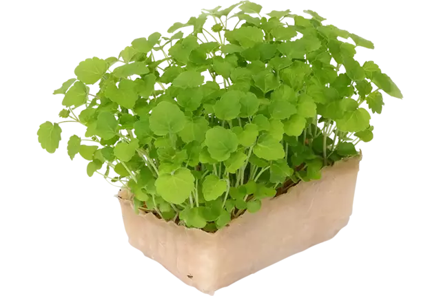 Atsina cress single